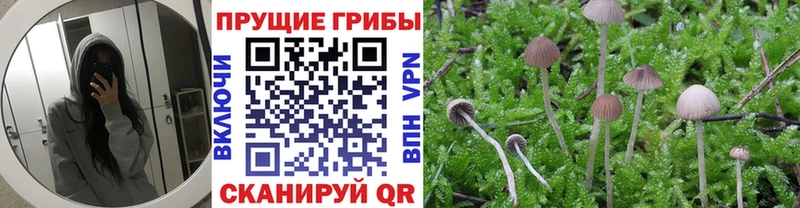 закладки  кракен онион  Галлюциногенные грибы Psilocybe  дарк нет формула  Борисоглебск 